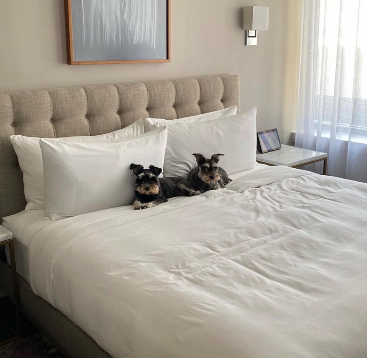 dogs Stanton House King Suite